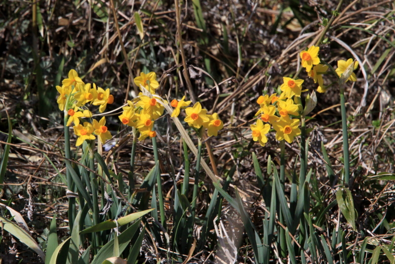 f:id:digibirds:20130312162034j:image