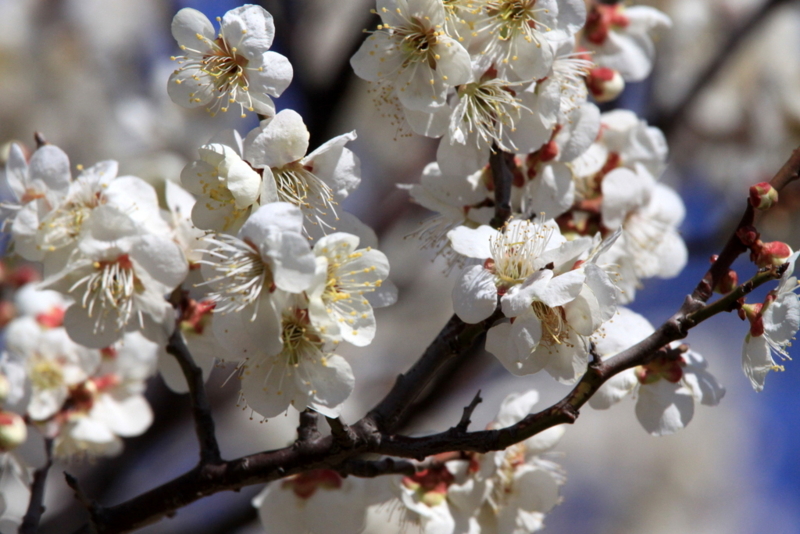 f:id:digibirds:20130312162045j:image