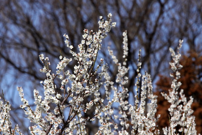 f:id:digibirds:20130312162101j:image