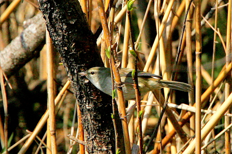 f:id:digibirds:20130317210551j:image