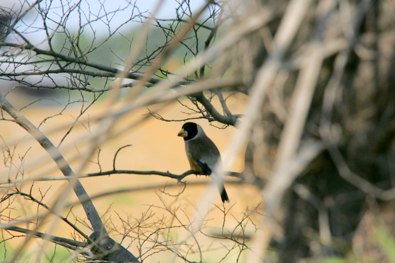 f:id:digibirds:20130320060149j:image