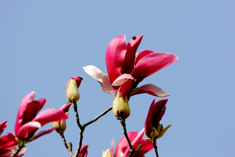 f:id:digibirds:20130320172639j:image