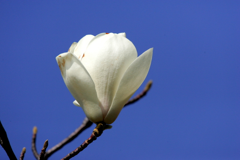 f:id:digibirds:20130320172641j:image