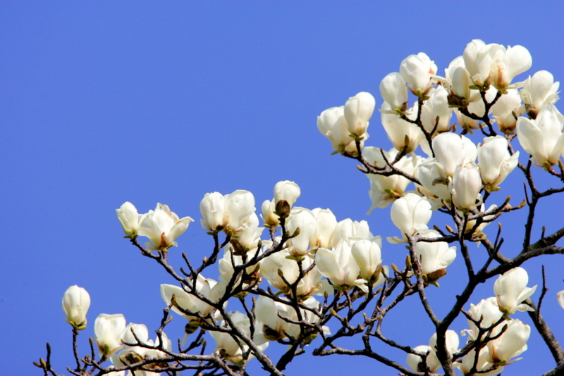 f:id:digibirds:20130320172645j:image