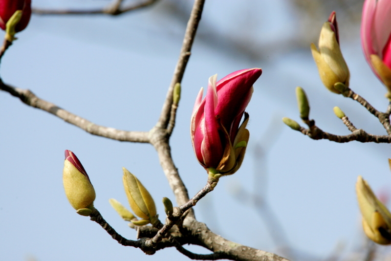 f:id:digibirds:20130320172646j:image