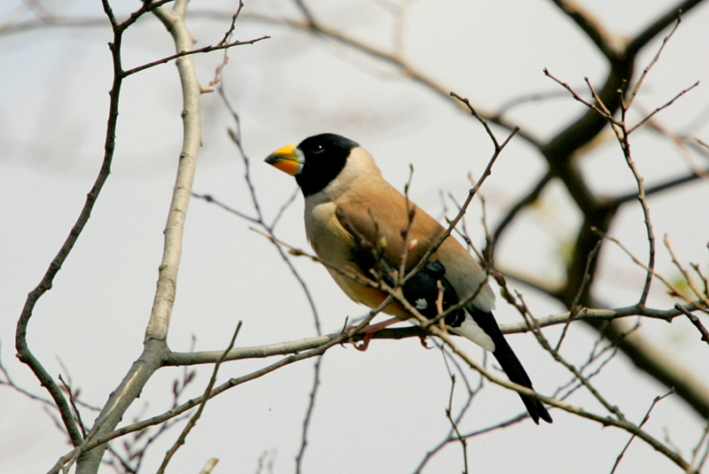 f:id:digibirds:20130322153357j:image