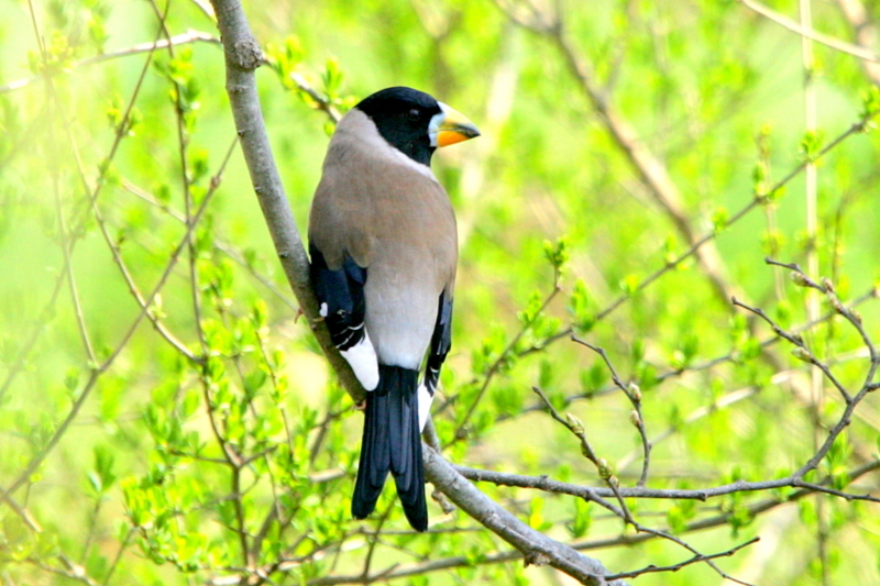 f:id:digibirds:20130322153400j:image
