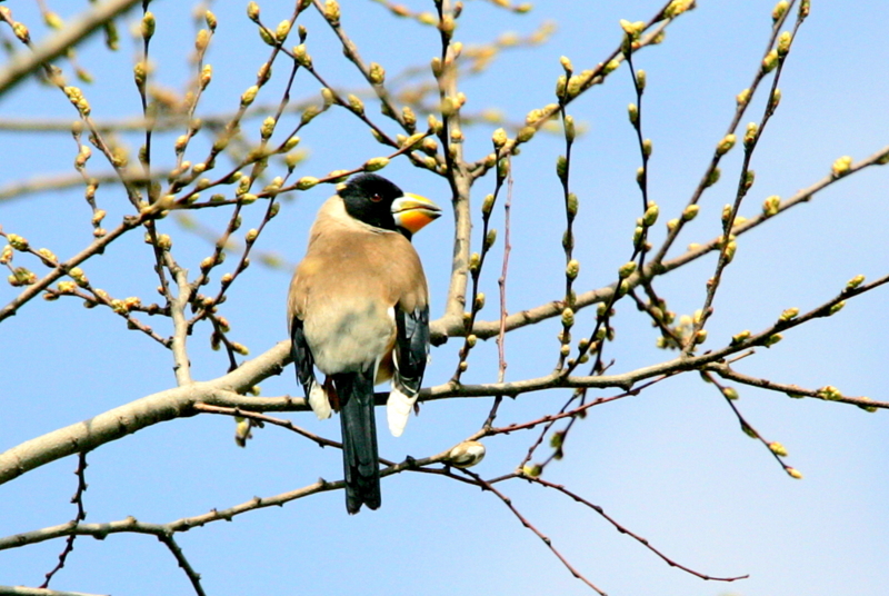 f:id:digibirds:20130322153402j:image