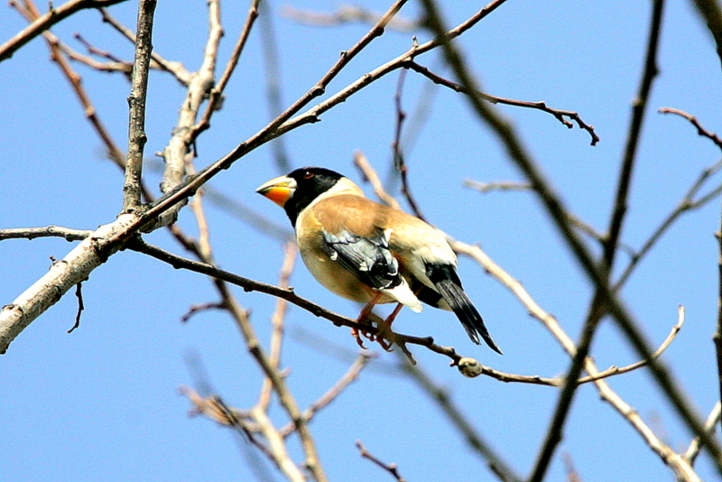 f:id:digibirds:20130323230658j:image