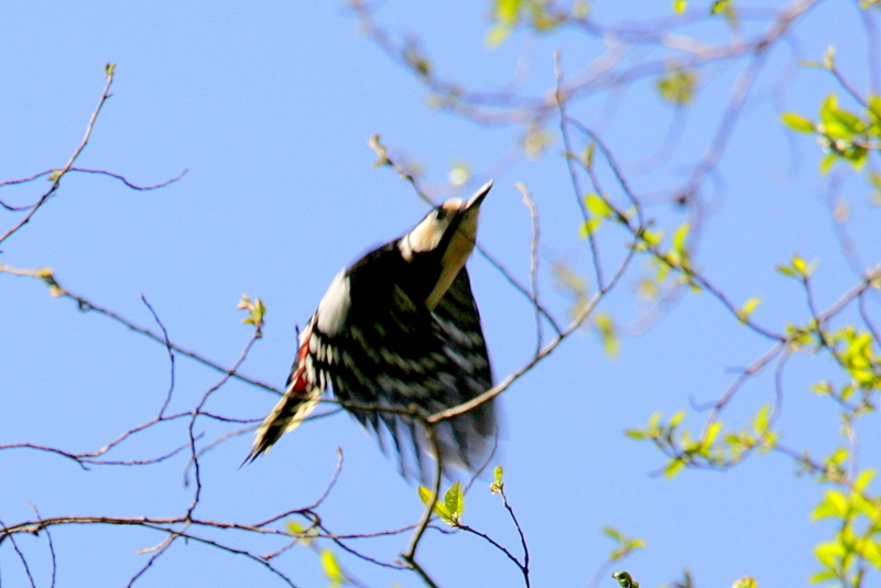 f:id:digibirds:20130327110750j:image