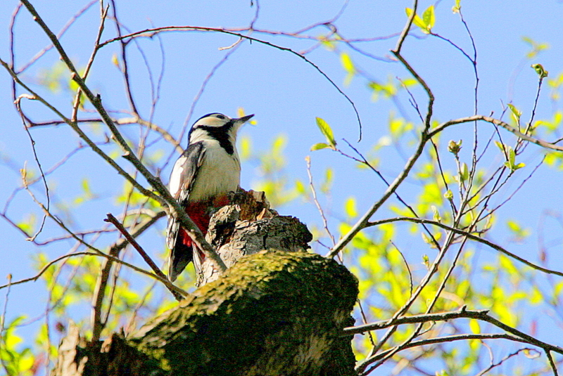 f:id:digibirds:20130327110754j:image