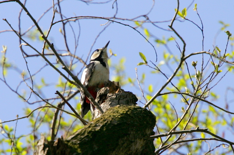 f:id:digibirds:20130328060409j:image