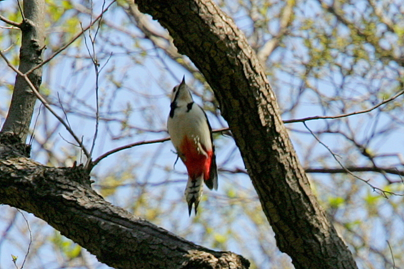 f:id:digibirds:20130328060545j:image