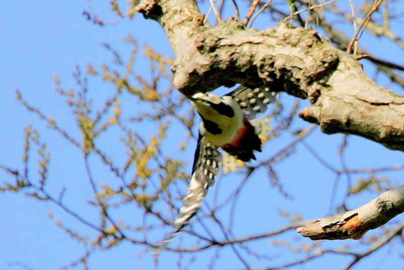 f:id:digibirds:20130328090551j:image