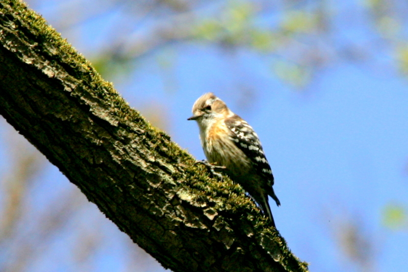 f:id:digibirds:20130328114654j:image