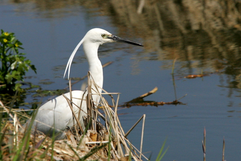 f:id:digibirds:20130329140045j:image