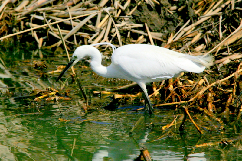 f:id:digibirds:20130329144843j:image