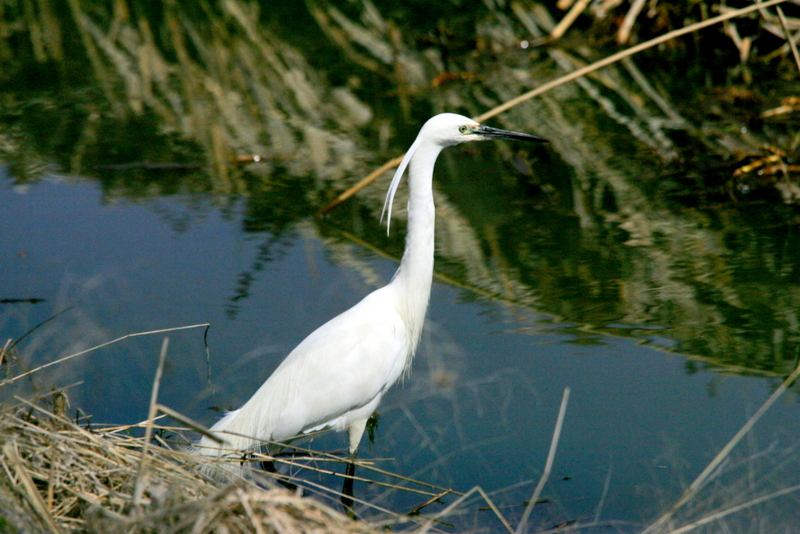 f:id:digibirds:20130329145212j:image