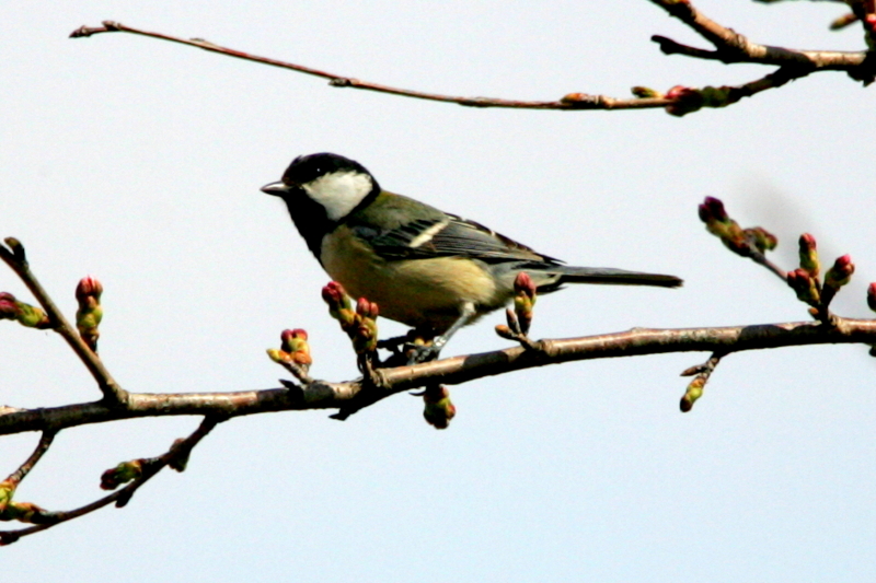 f:id:digibirds:20130330182632j:image