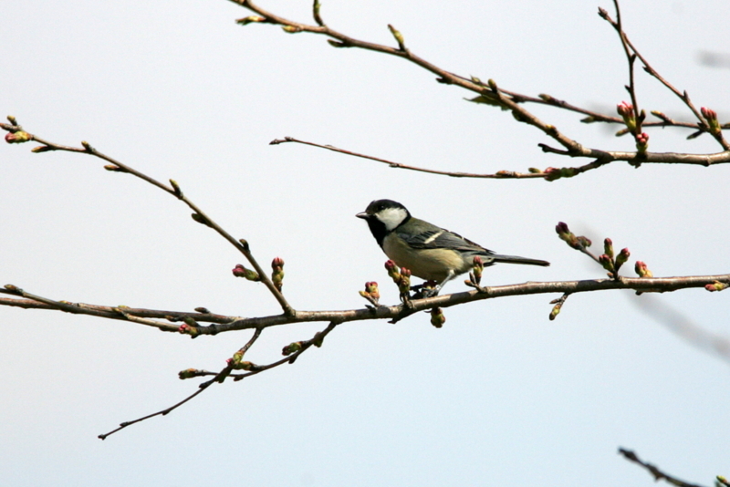 f:id:digibirds:20130330182634j:image