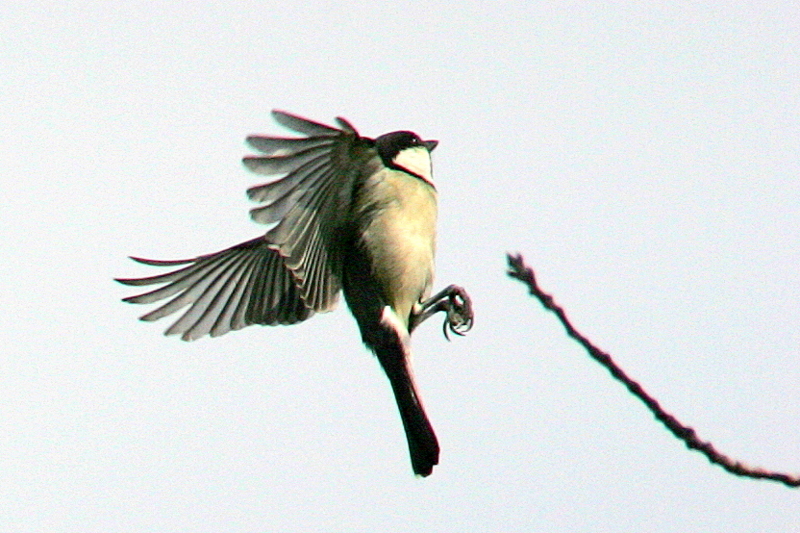 春に飛ぶシジュウカラ なかなかなかね野鳥と自然の写真館