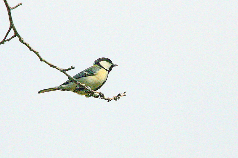 f:id:digibirds:20130331002257j:image