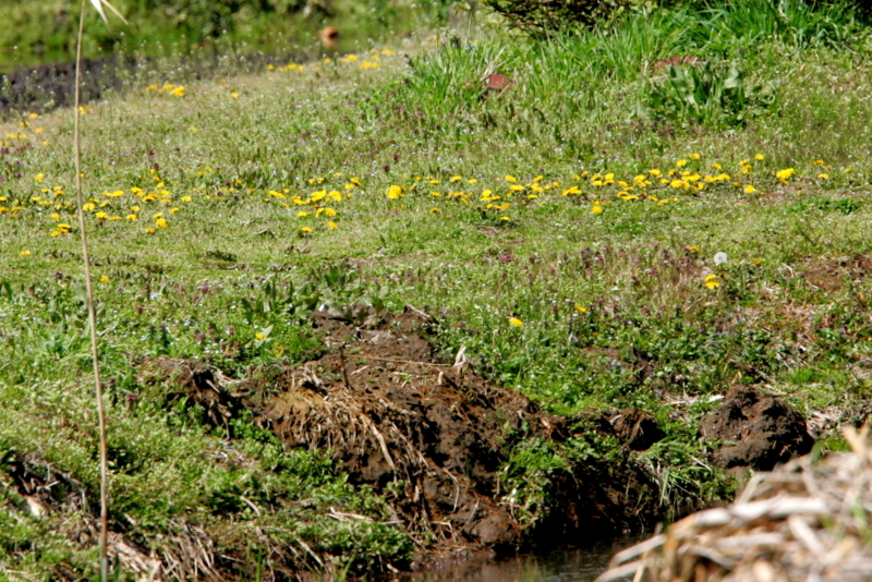 f:id:digibirds:20130411112628j:image