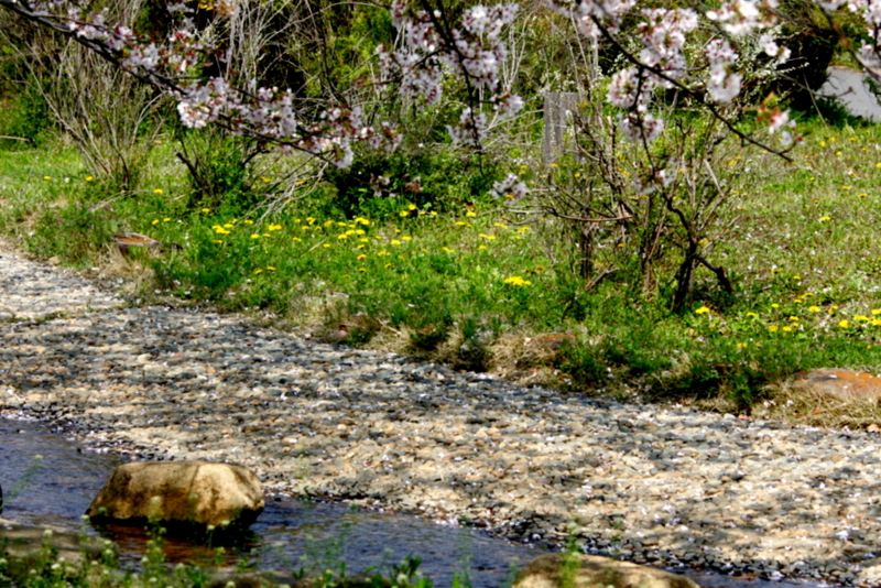 f:id:digibirds:20130411112630j:image