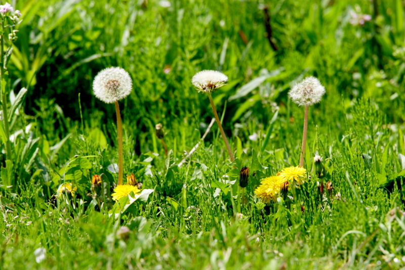 f:id:digibirds:20130411112632j:image