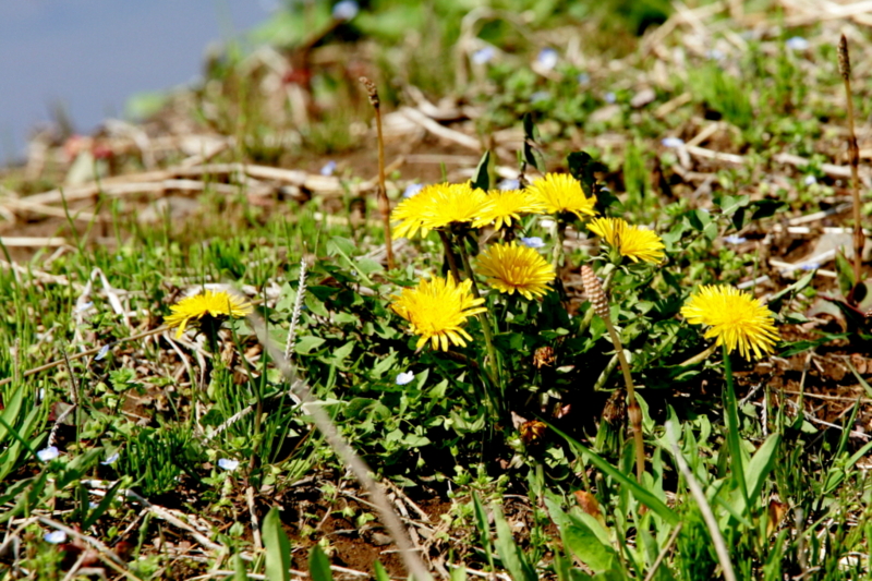 f:id:digibirds:20130411112634j:image