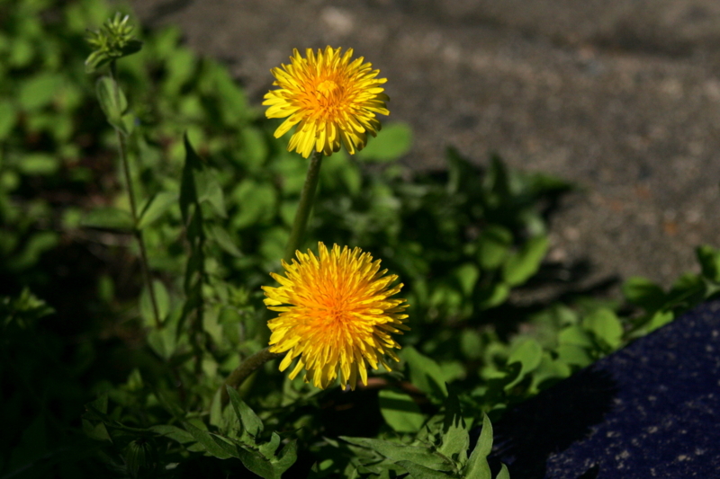 f:id:digibirds:20130411112636j:image