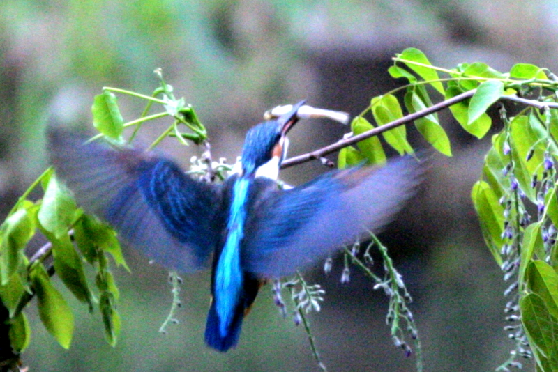 f:id:digibirds:20130420185108j:image f:id:digibirds:20130420185108j:image