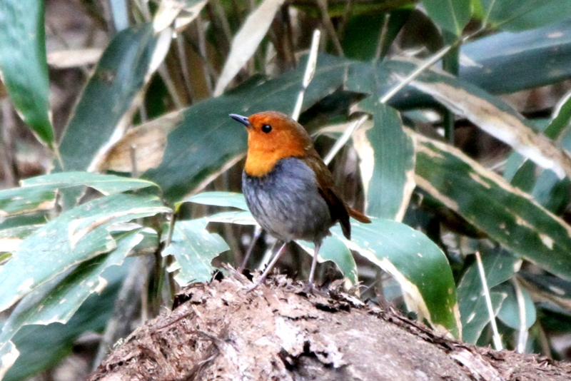 f:id:digibirds:20130502203330j:image