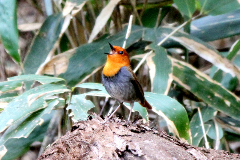 f:id:digibirds:20130502203335j:image