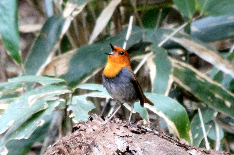 f:id:digibirds:20130502203338j:image
