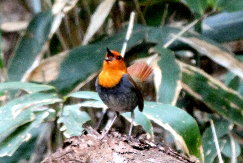 f:id:digibirds:20130502203340j:image