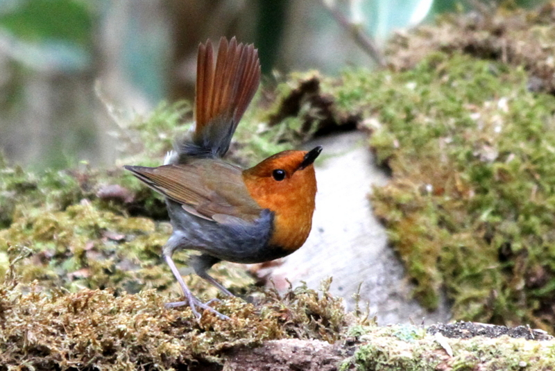 f:id:digibirds:20130502203342j:image