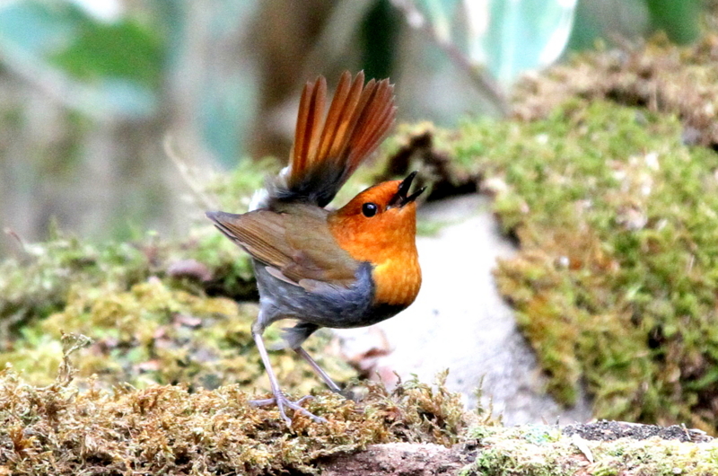 f:id:digibirds:20130502203344j:image