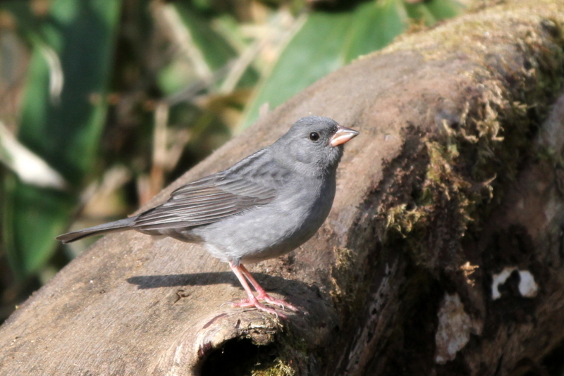 f:id:digibirds:20130505195001j:image