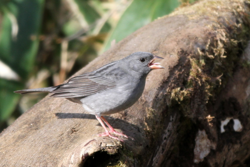 f:id:digibirds:20130505195003j:image