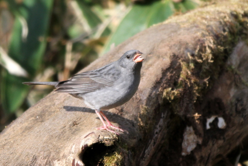 f:id:digibirds:20130505195005j:image