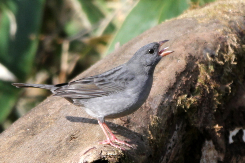 f:id:digibirds:20130505195007j:image