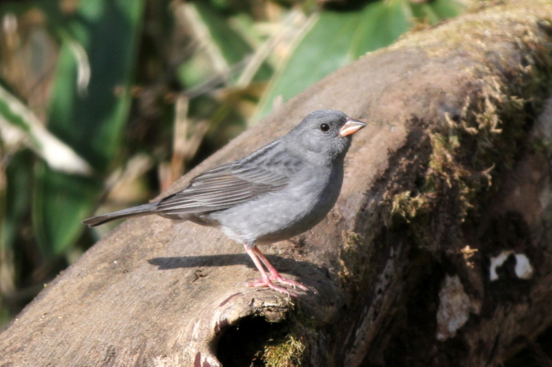 f:id:digibirds:20130505195009j:image