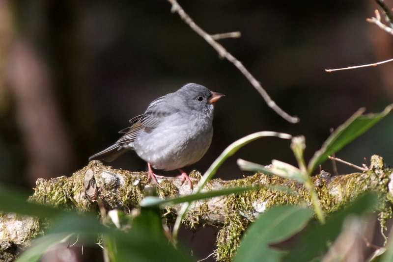 f:id:digibirds:20130505195010j:image