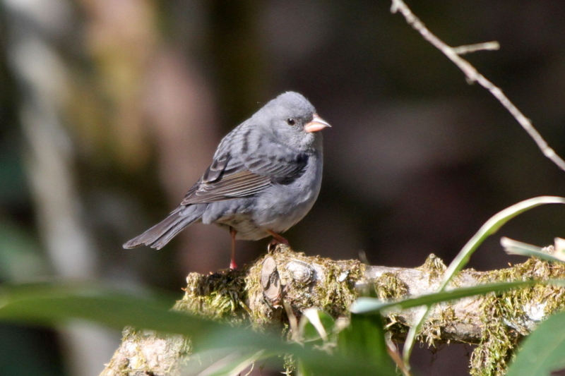 f:id:digibirds:20130505195012j:image