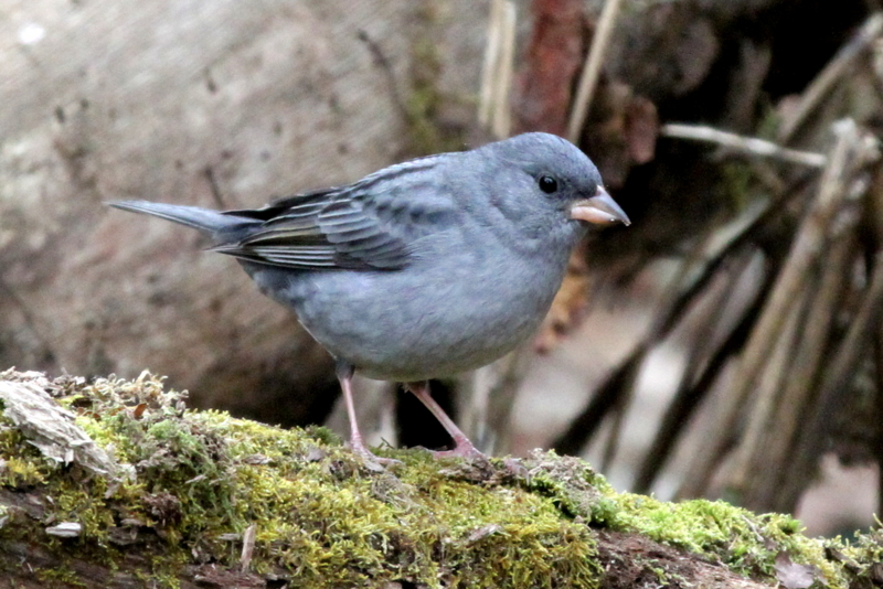 f:id:digibirds:20130506043742j:image