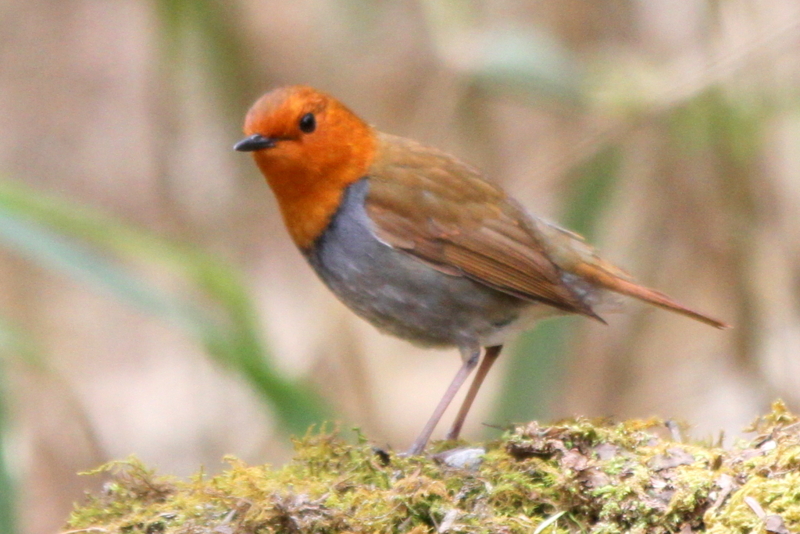 f:id:digibirds:20130507095330j:image