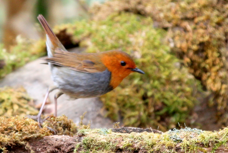 f:id:digibirds:20130507095332j:image