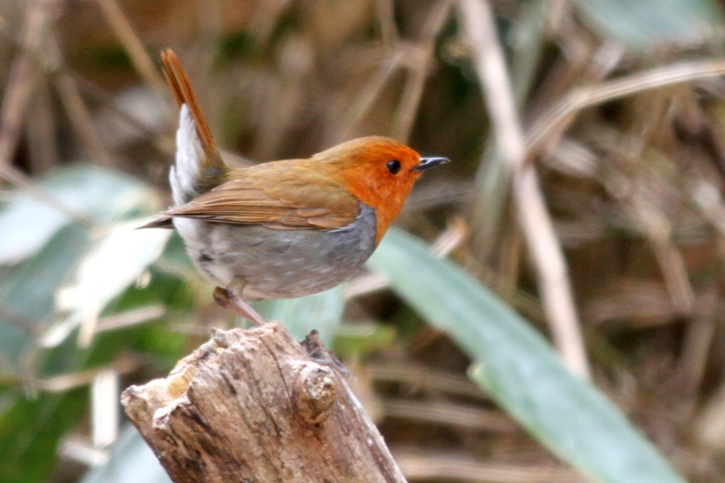 f:id:digibirds:20130507095334j:image