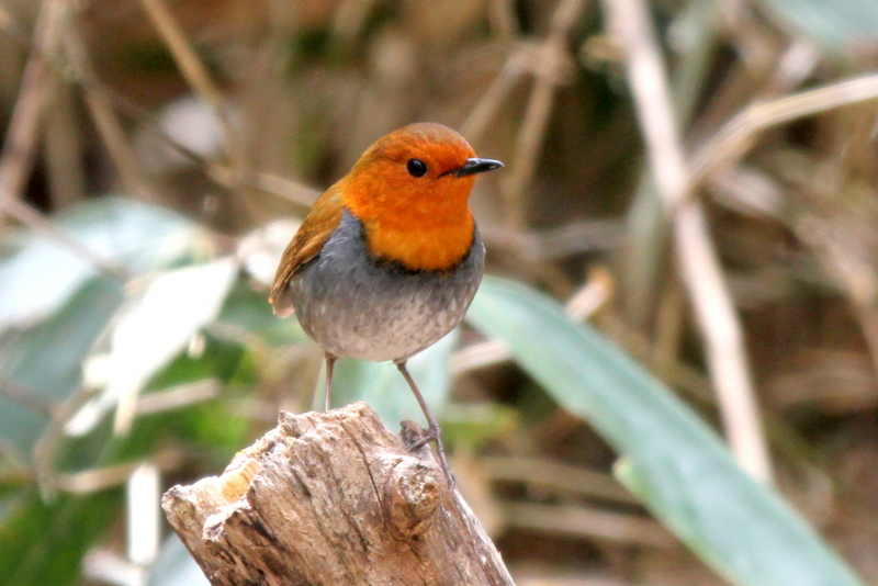 f:id:digibirds:20130507095335j:image